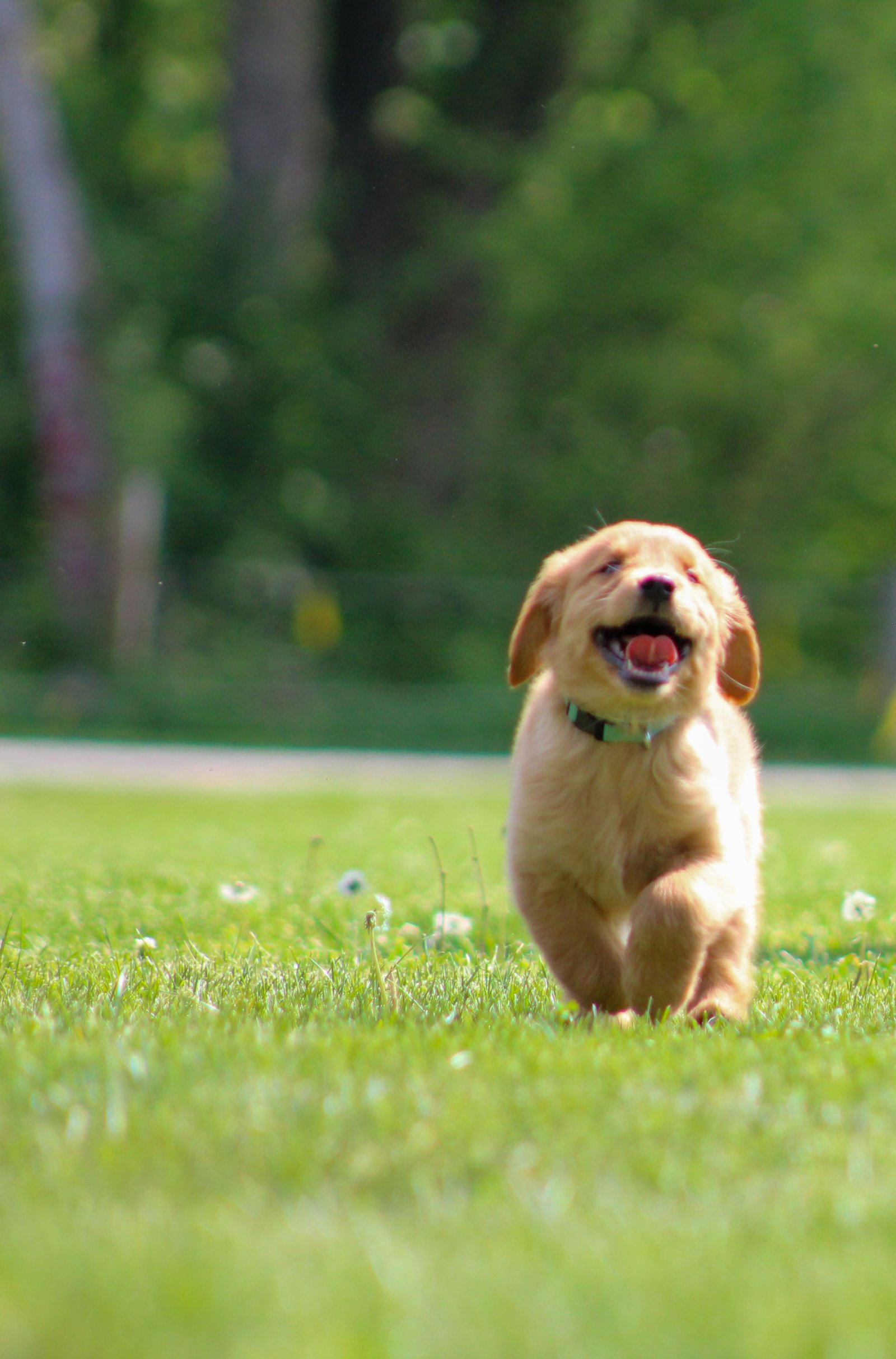 Day in the Life of Leia